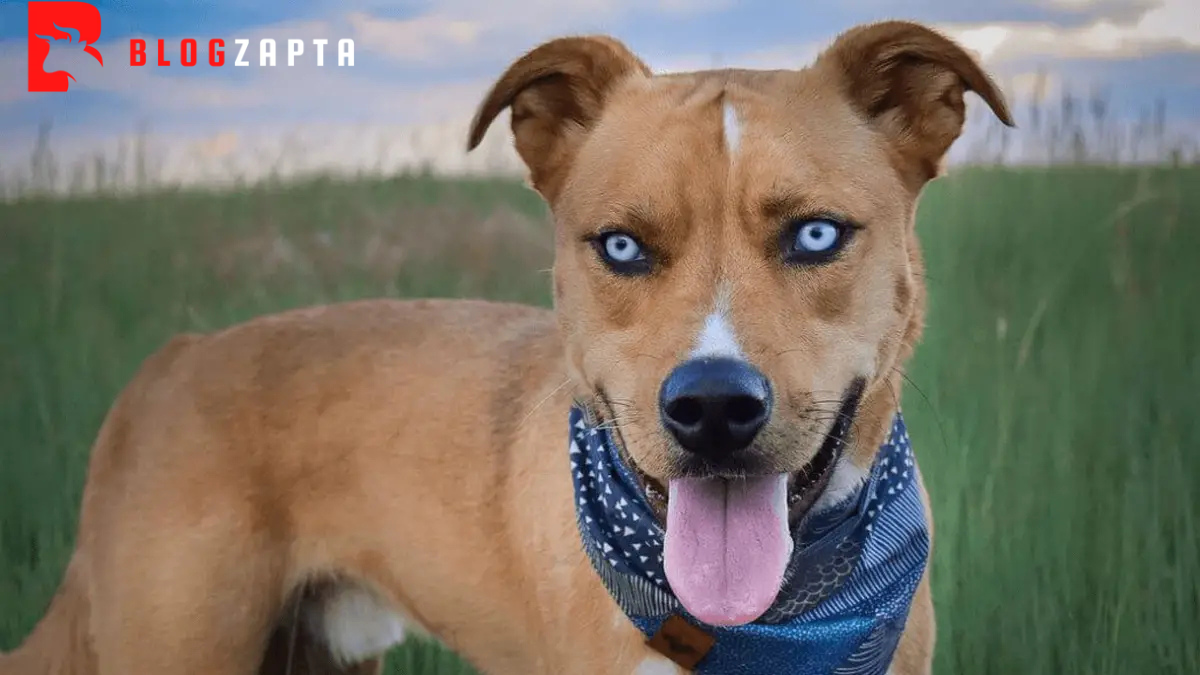 Pitsky Dog